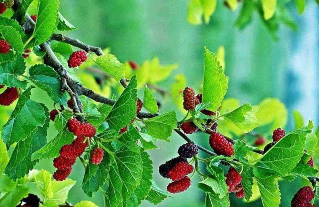 Gia chủ Tân Hợi sinh năm 1971 thuộc mệnh Thoa Xuyến Kim