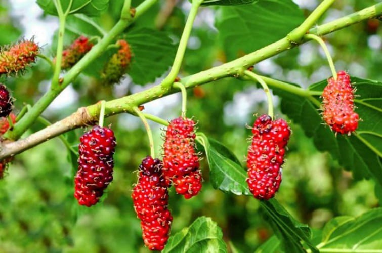 Gia chủ sinh năm Nhâm Tý 1972 thuộc mệnh Tang Đố Mộc