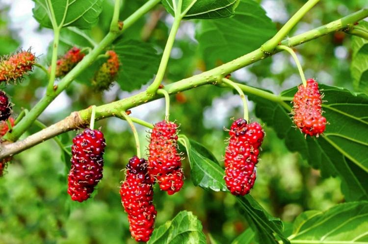 Gia chủ Quý Sửu 1973 thuộc mệnh Tang Đố Mộc