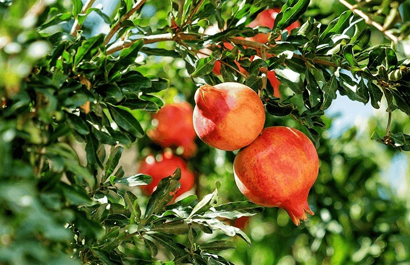 Gia chủ sinh năm Canh Thân 1980 thuộc mệnh Mộc, cụ thể nạp âm Thạch Lựu Mộc