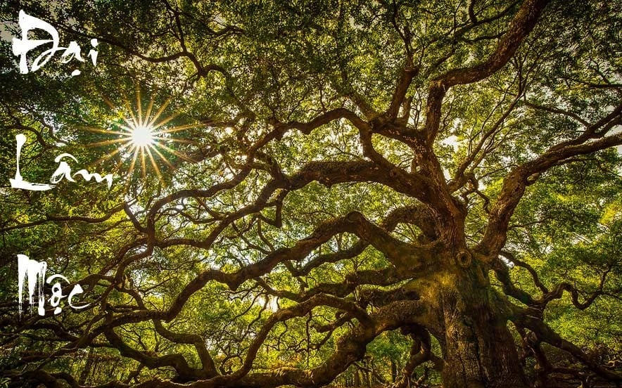 Gia chủ sinh năm Mậu Thìn 1988 thuộc mệnh Đại Lâm Mộc