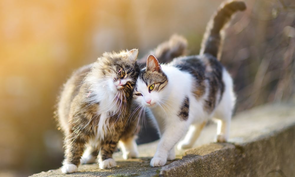 Người tuổi Mão có thể dễ bị chi phối cảm xúc bởi những chuyện vụn vặt diễn ra trong ngày