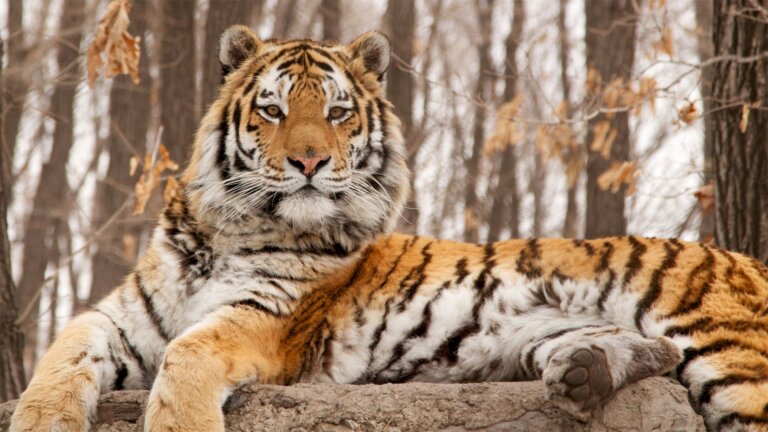 Tử vi hôm nay dự báo rằng người tuổi Dần có cơ hội gặp được quý nhân nâng đỡ nên vận may tài chính tăng trưởng mạnh mẽ