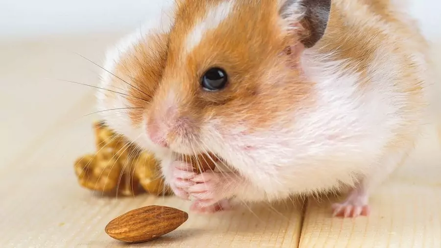 Chủ Nhật này là một ngày vô cùng may mắn với người tuổi Tý 