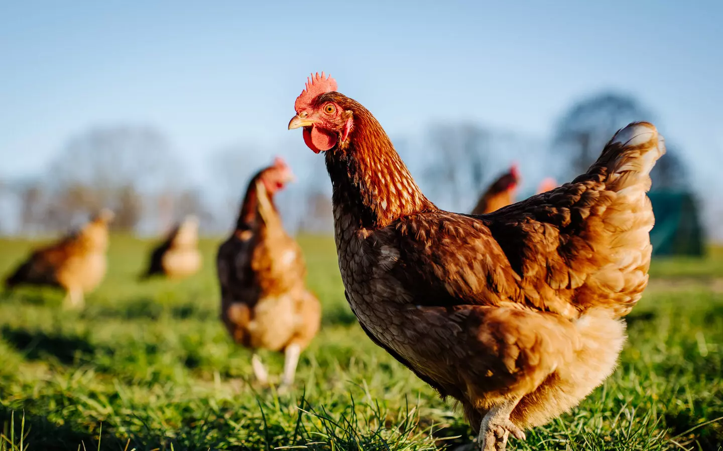 Vận tài chính trong ngày của tuổi Dậu khá khởi sắc, tiền bạc tương đối rủng rỉnh