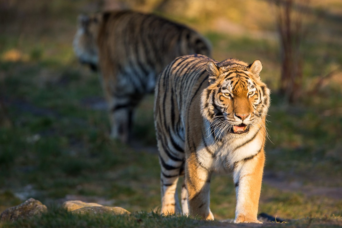 Người tuổi Dần được khuyên cần đặc biệt cẩn trọng khi giải quyết công việc trong ngày hôm nay