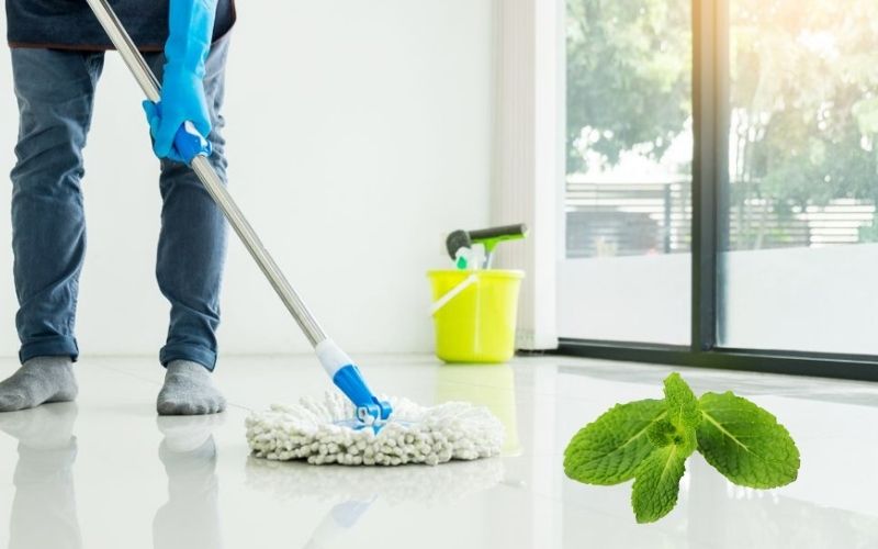 Hương bạc hà tươi mát giúp không gian trong lành và dễ chịu suốt cả ngà