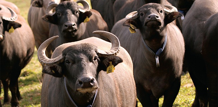 Người tuổi Sửu cần chú ý trong giao tiếp vì có khả năng bạn sẽ nảy sinh mâu thuẫn với những người xung quanh