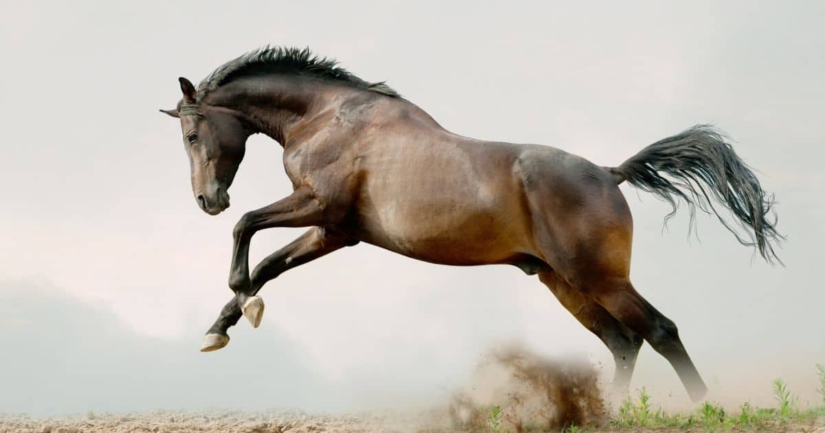 Vận trình trong ngày của tuổi Ngọ duy trì ở mức ổn định, nhưng chưa có những bứt phá mạnh mẽ