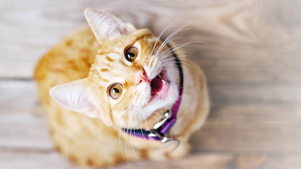 Ngày đầu tuần của người tuổi Mão sẽ có nhiều rắc rối mà bạn cần bình tĩnh để xử lý