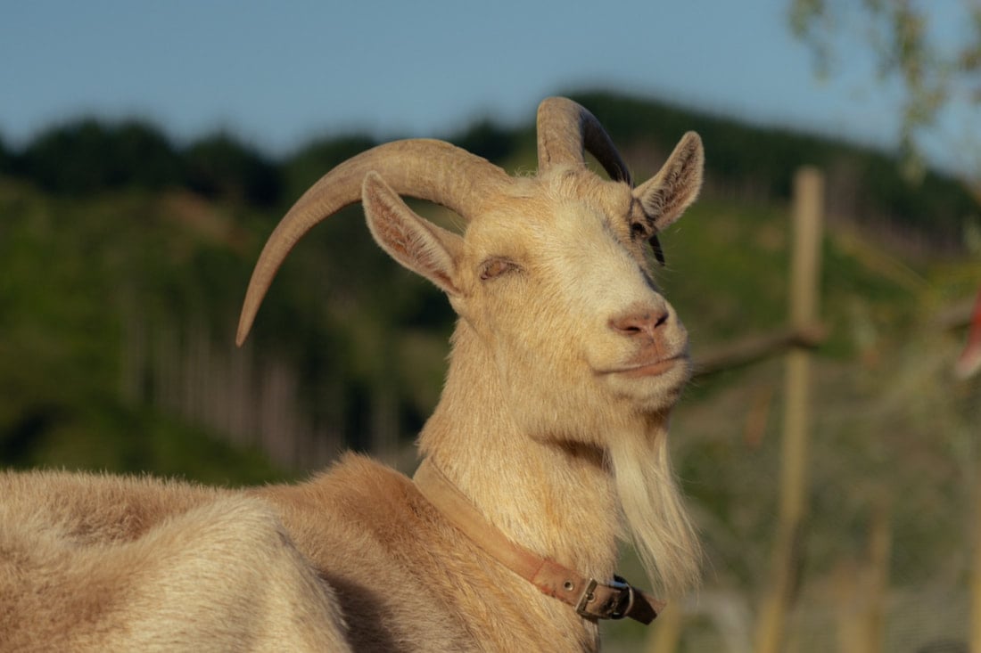 Vận trình trong ngày của người tuổi Mùi khá thuận lợi nhưng mọi thứ vẫn đang ở mức an tòa, chưa có nhiều sự bứt phá