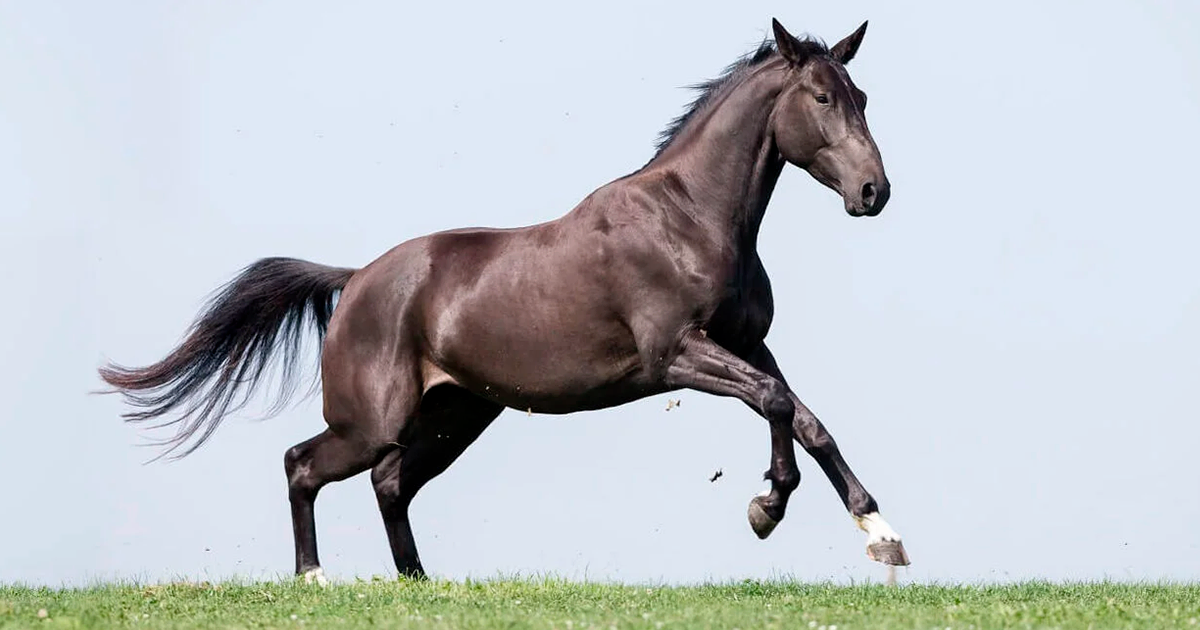 Người tuổi Ngọ được khuyên không nên đưa ra những quyết định mạo hiểm trong thời điểm này