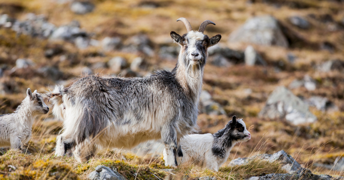 Thứ 6 này là một ngày vô cùng may mắn với người tuổi Mùi