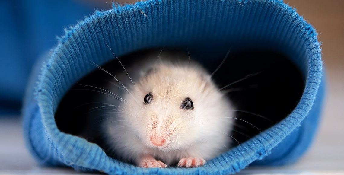 Hôm nay không phải là một ngày thuận lợi với người tuổi Tý