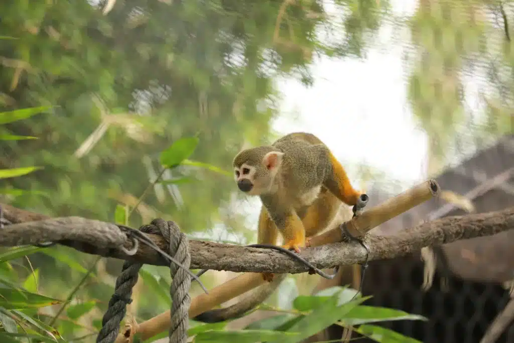 Tử vi hôm nay chp rằng đây là thời điểm thuận lợi để tuổi Thân có thể phát triển những mối quan hệ xung quanh