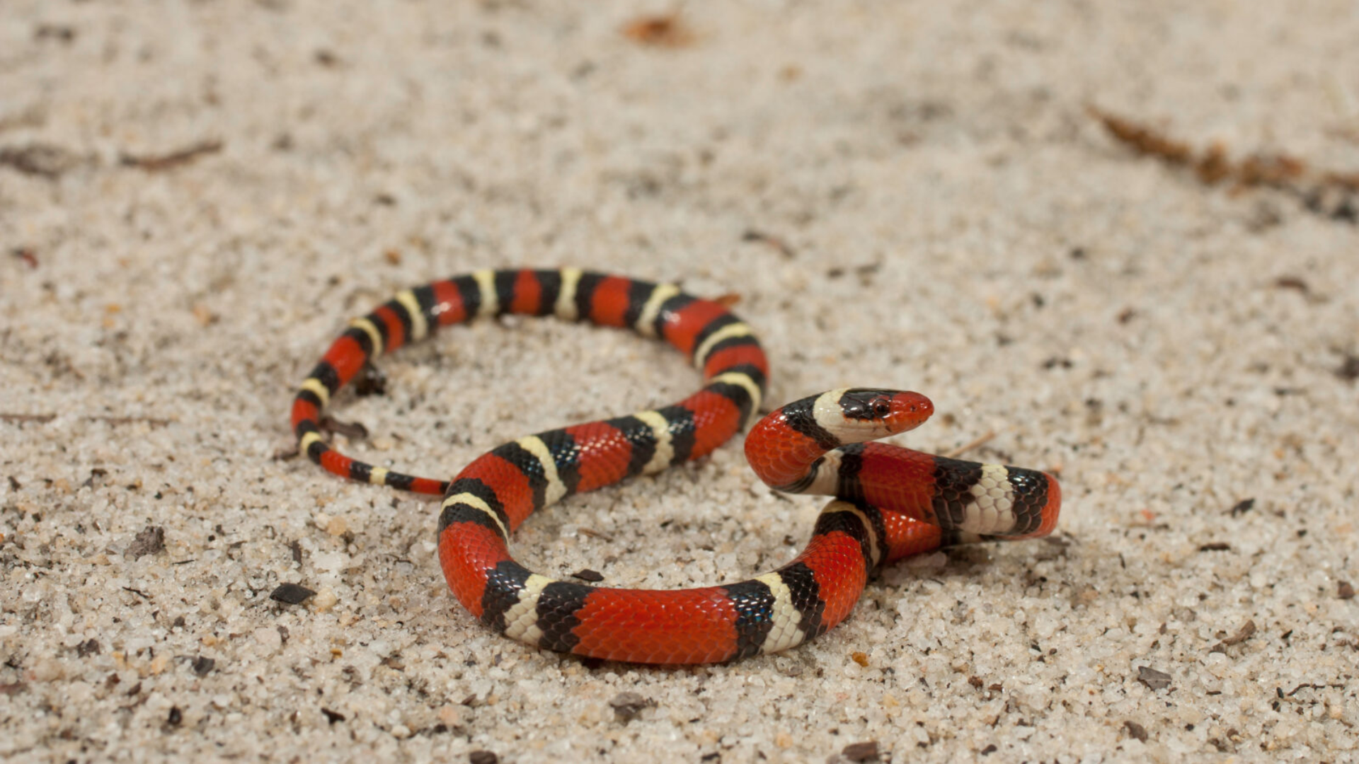 Vận trình trong ngày của người tuổi Tỵ chưa được thuận lợi và suôn sẻ như mong muốn