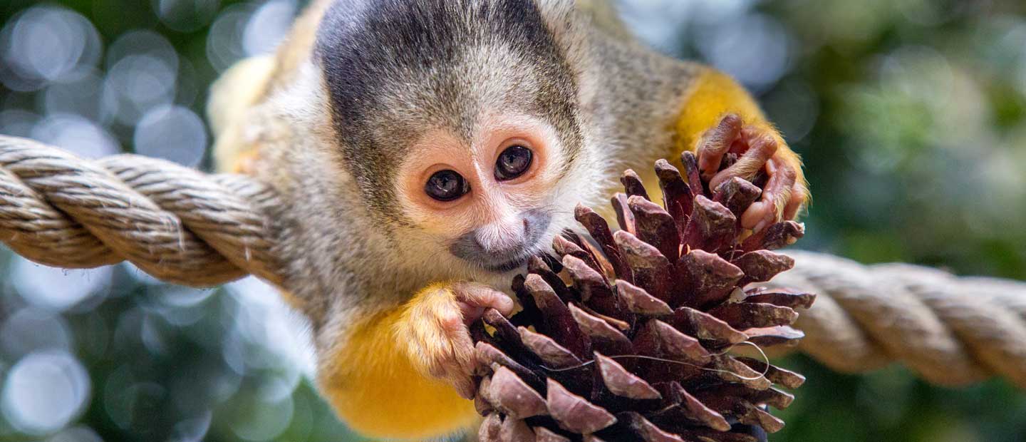 Tử vi hôm nay cho rằng người tuổi Thân được thần Tài nâng đỡ nên có nhiều cơ hội cải thiện thu nhập