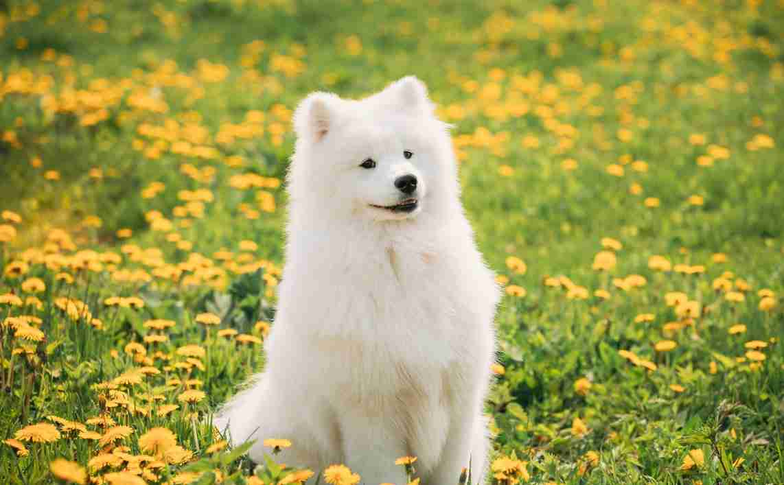 Hôm nay tuổi Tuất sẽ nhận được nhiều tín hiệu tích cực liên quan tới tiền bạc và các cơ hội đầu tư tiềm năng