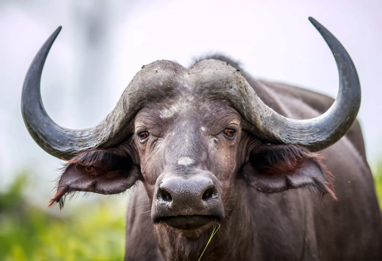 Do ảnh hưởng của hung vận nên ngày đầu tuần của người tuổi Sửu sẽ không được quá suôn sẻ như mong đợi