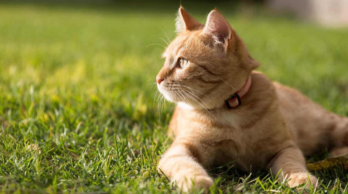 Vận trình trong ngày thứ 3 này của người tuổi Mão chưa thực sự suôn sẻ như mong đợi 