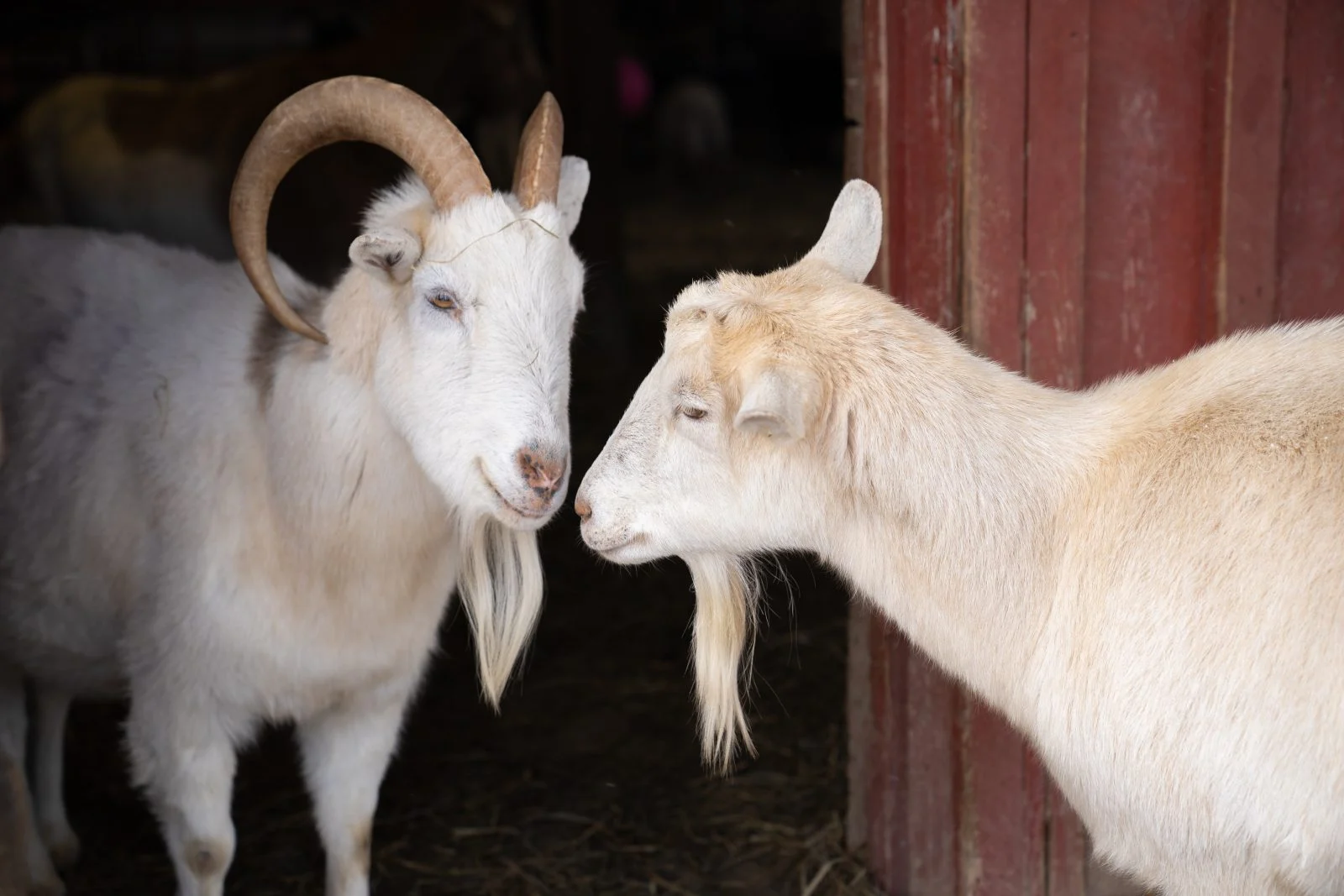 Người tuổi Mùi được khuyên cần nghiêm túc xem lại cách làm việc của mình để tránh ảnh hưởng tới kết quả sau này 