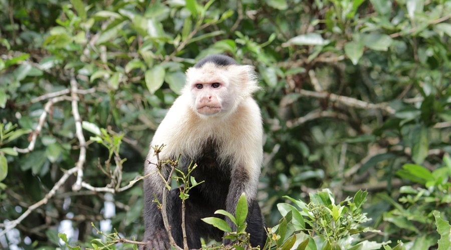 Người tuổi Thân được khuyên cần cẩn thận hơn trong công việc để không bị bế tắc trước những khó khăn bất ngờ xảy tới