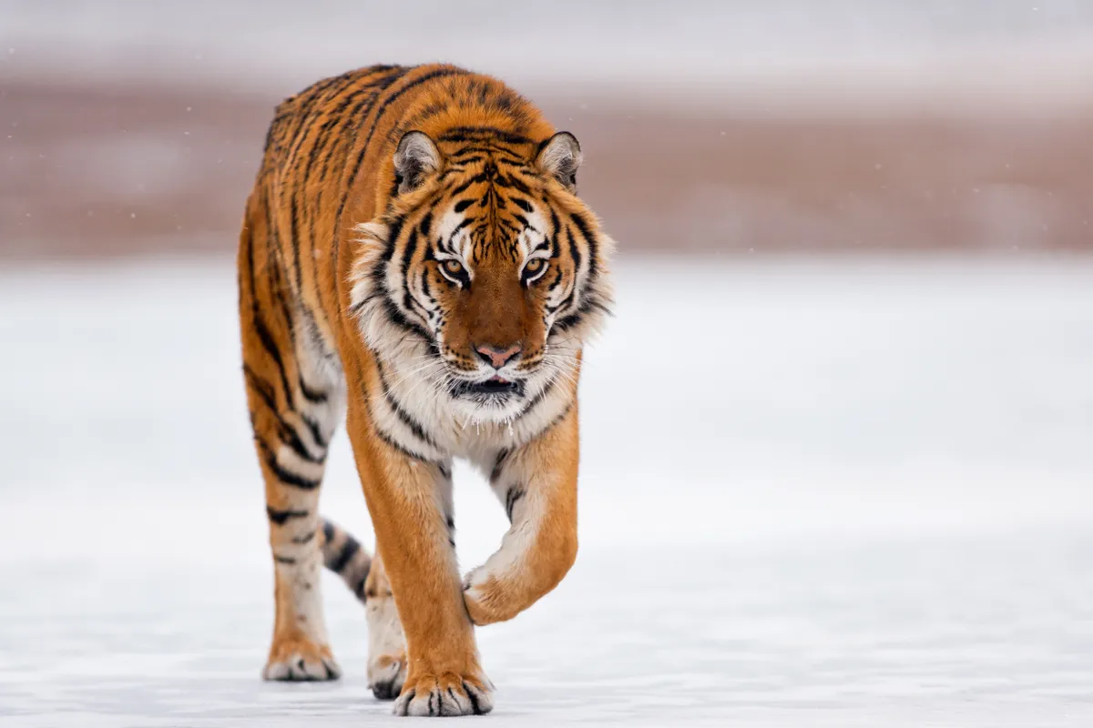 Dù là ngày cuối tuần nhưng công việc của người tuổi Dần sẽ diễn ra vô cùng thuận lợi