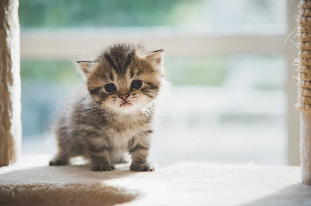 Tử vi hôm nay dự báo rằng người tuổi Mão có thể dễ nảy sinh mâu thuẫn với những người xung quanh