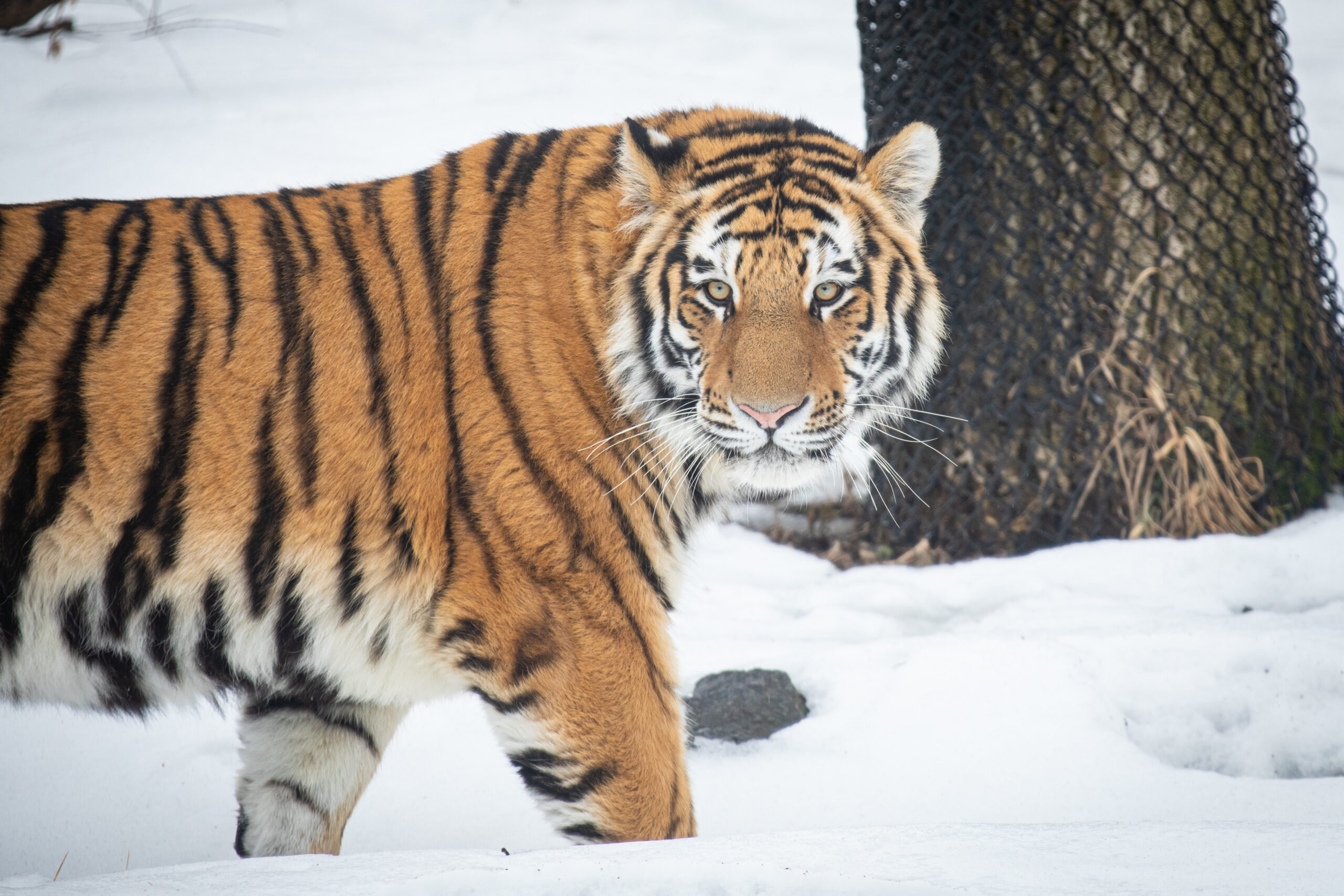 Thứ 4 này sẽ là một ngày vô cùng may mắn với người tuổi Dần