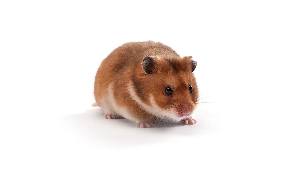 tu-vi-12-con-giap-hom-nay-27032026-1