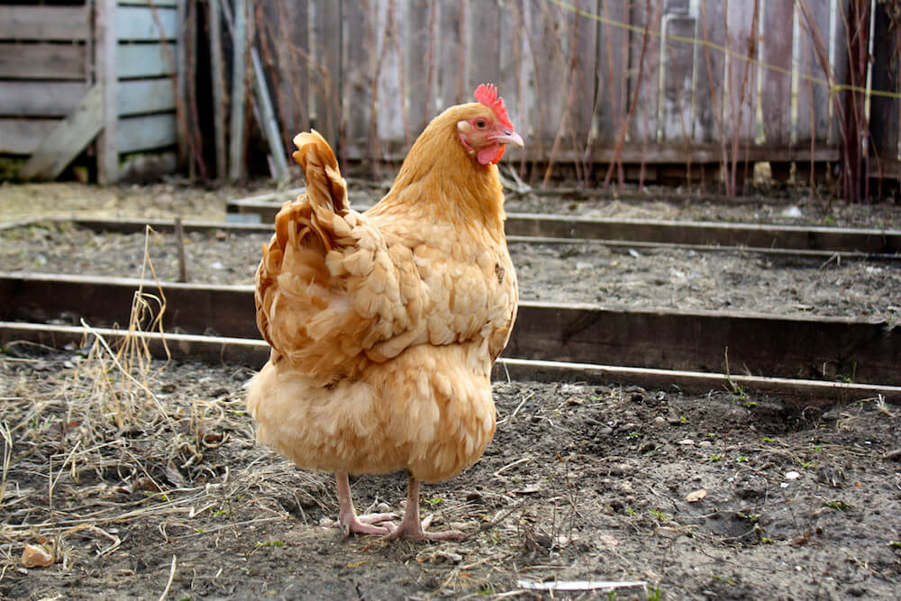 Tuổi Dậu được dự báo sẽ có một ngày đạt nhiều kết quả tích cực trong cẳ công việc và cuộc sống