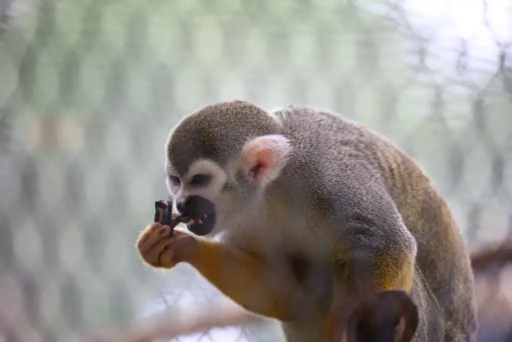 Đây là thời điểm tốt để tuổi Thân gặp gỡ các đối tác tiềm năng và phát triển công việc