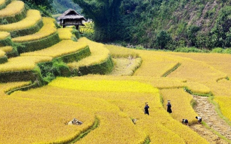 Ruộng lúa Séng Cù chín vàng tại Mường Khương mỗi mùa thu hoạch