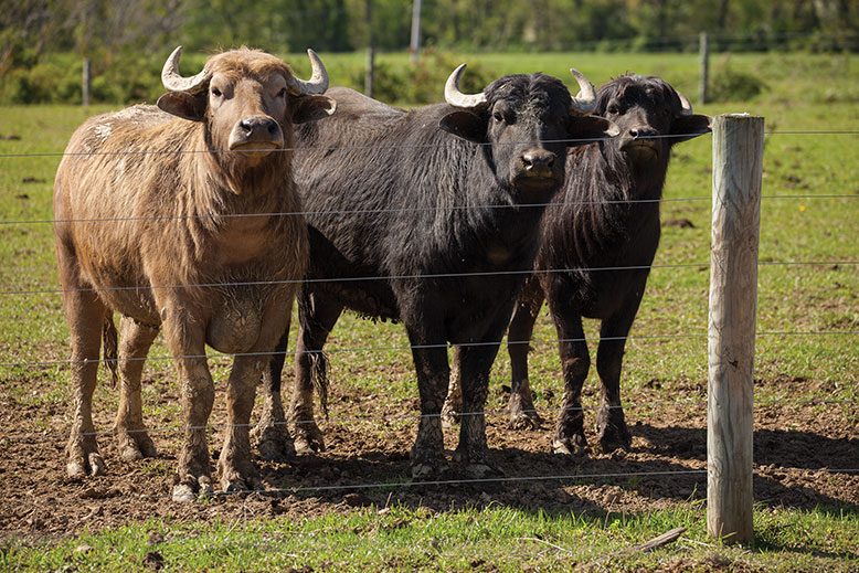 Tử vi hôm nay dự báo rằng tuổi Sửu sẽ đón nhận được nhiều vận may tiền bạc, thậm chí là cả các cơ hội đầu tư mới
