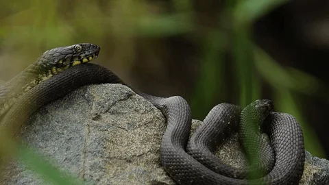 Thứ 4 này mang tới cho người tuổi Tỵ nhiều điều thuận lợi trong chuyện tình cảm