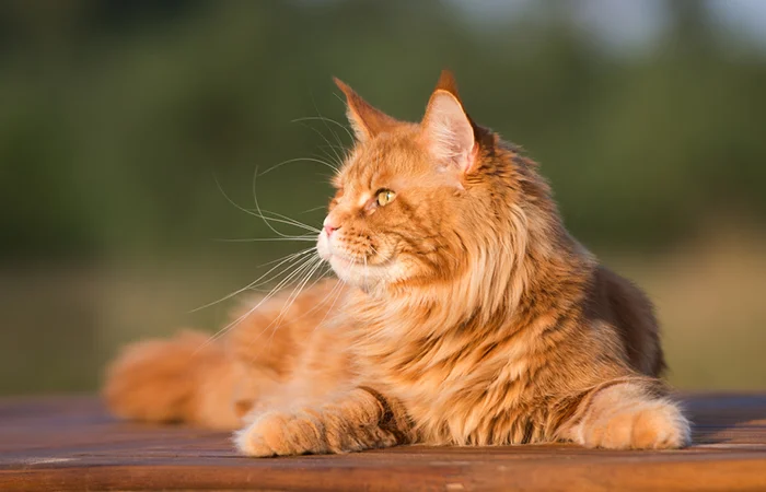 Tử vi hôm nay khuyên người tuổi Mão nên chú ý hơn tới sức khỏe và giao tiếp trong ngày 