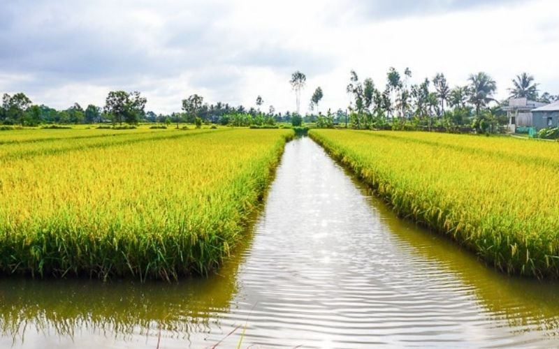 Mô hình lúa tôm giúp gạo ST25 phát triển tự nhiên và an toàn hơn