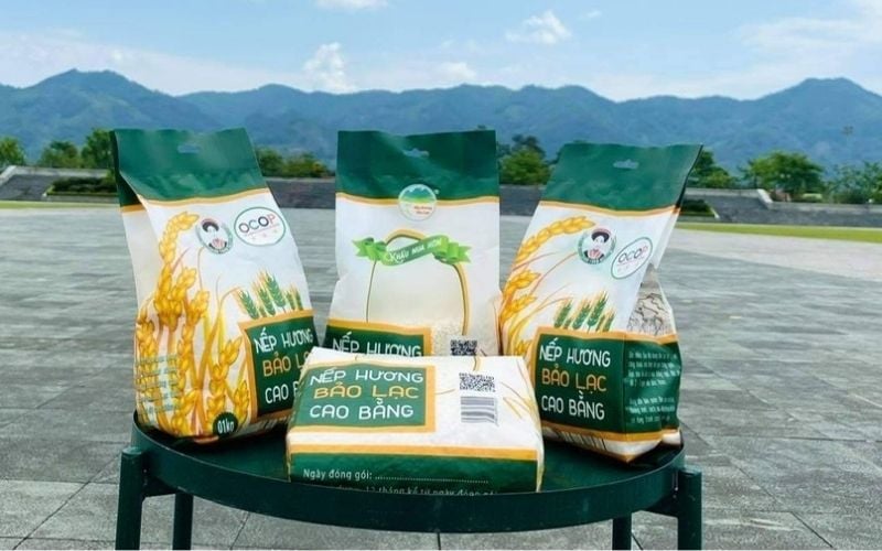 Nếp hương Bảo Lạc dẻo thơm, phù hợp cho các món xôi truyền thống