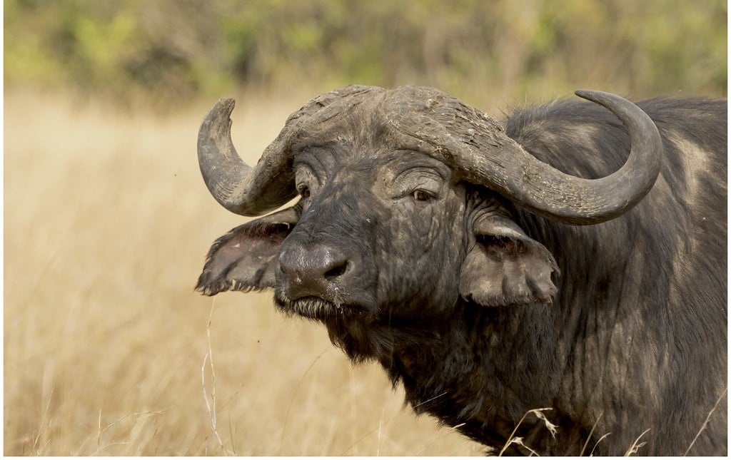 Dù là ngày cuối tuần nhưng công việc trong ngày của người tuổi Sửu lại diễn ra vô cùng thuận lợi