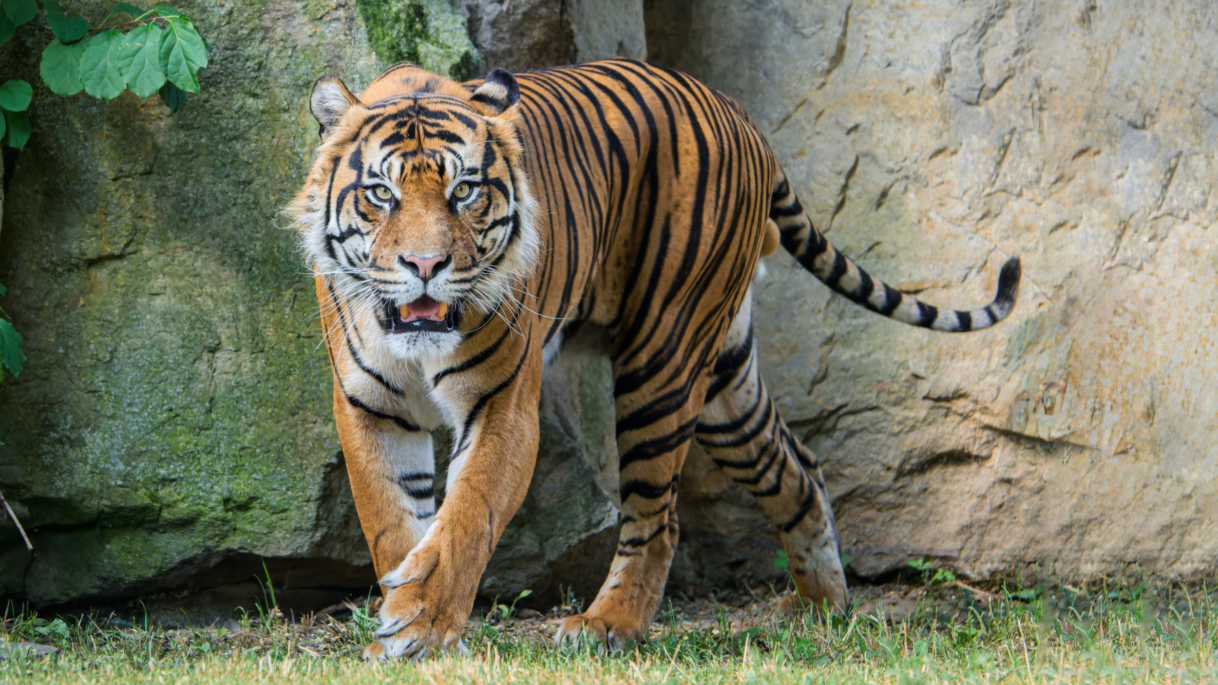 Tử vi hôm nay khuyên người tuổi Dần không nên đưa ra những quyết định mang tính rủi ro cao