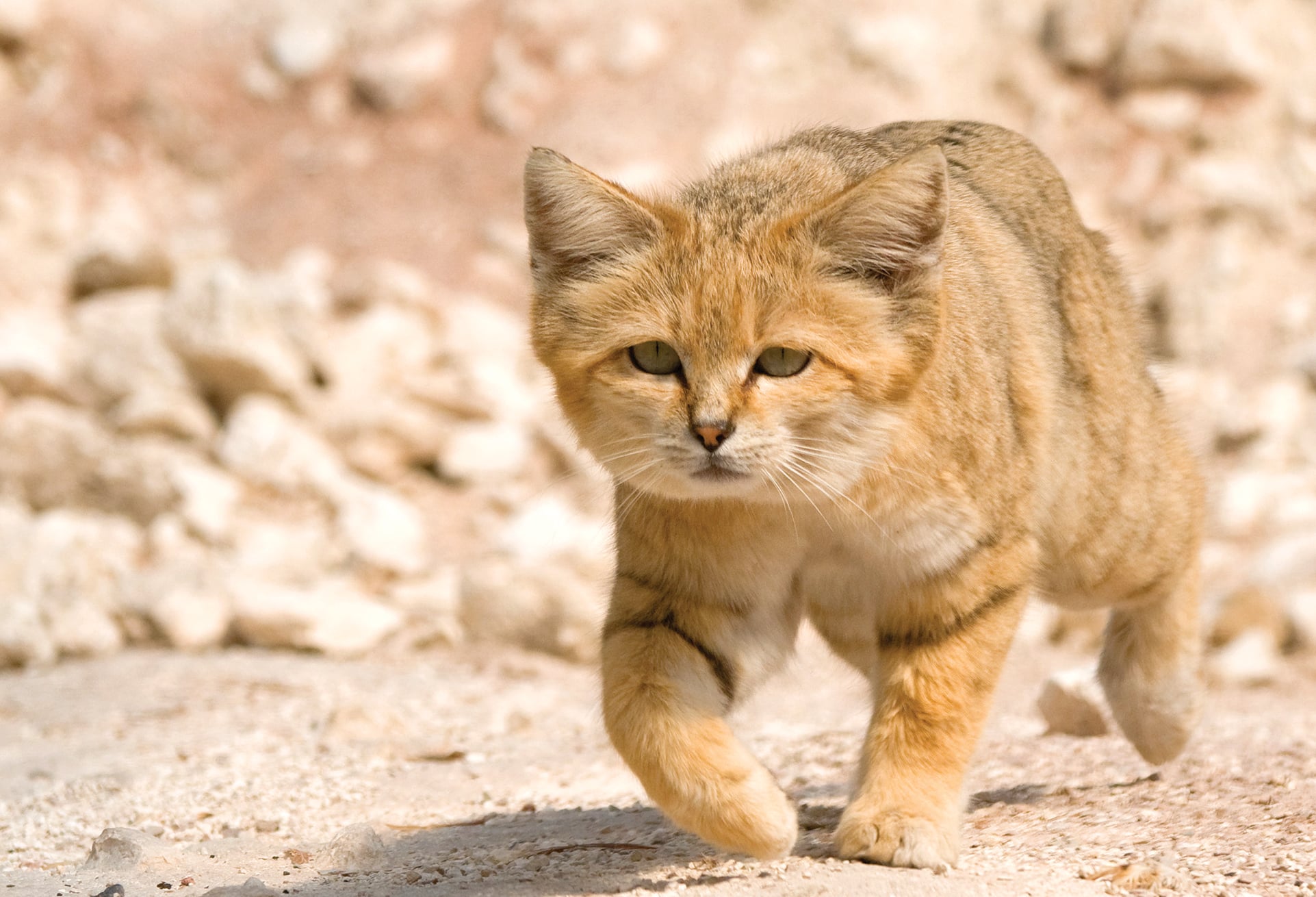 Hôm nay tuổi Mão cần đặc biệt thận trọng trong mọi việc vì có thể phát sinh những tình huống tiềm ẩn rủi ro