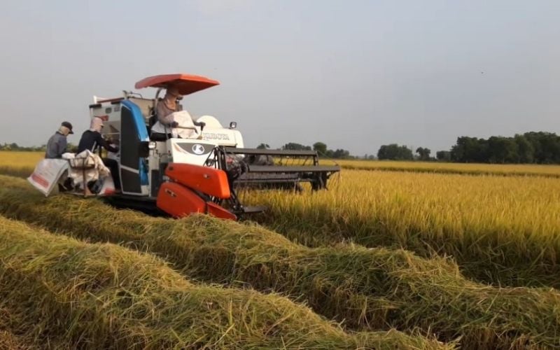 Gạo hữu cơ được canh tác theo phương pháp tự nhiên, đảm bảo độ sạch, an toàn