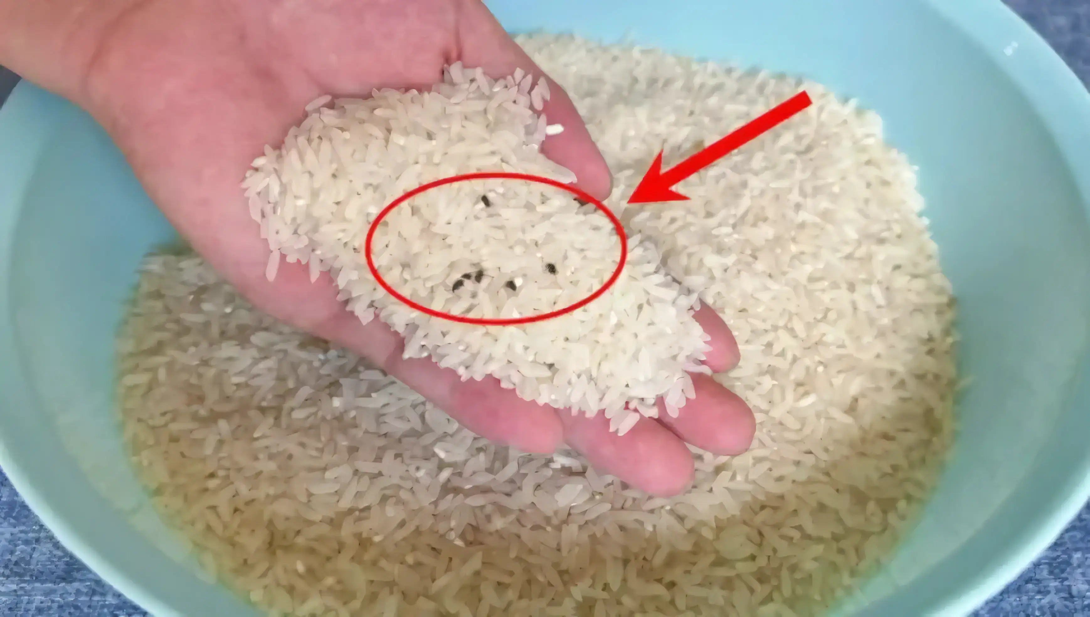 Gạo có mọt do đặc điểm tự nhiên hoặc cách bảo quản