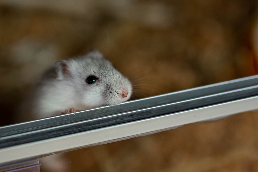 Công việc trong ngày của người tuổi Tý sẽ diễn ra vô cùng thuận lợi