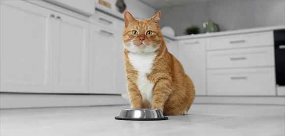 Do tác động từ hung tinh nên hôm nay chưa phải là một ngày thuận lợi với người tuổi Mão