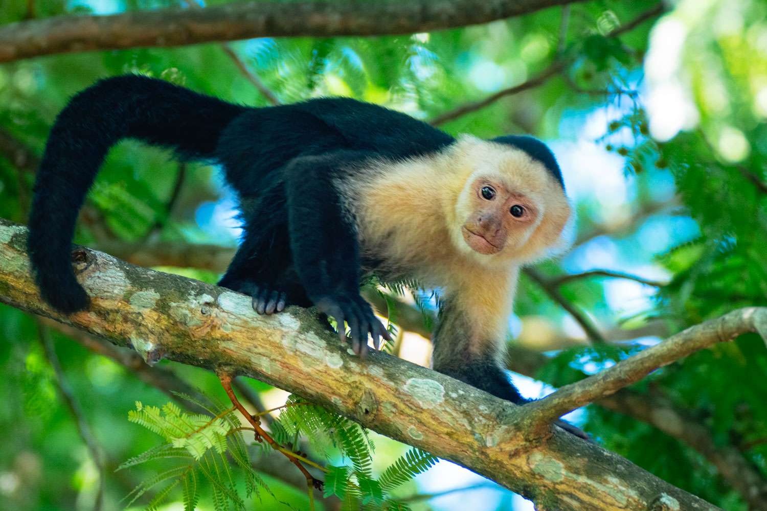 Người tuổi Thân chỉ cần kiên định với những gì đã dự tính trước đó là có thể đạt được kết quả như mong đợi