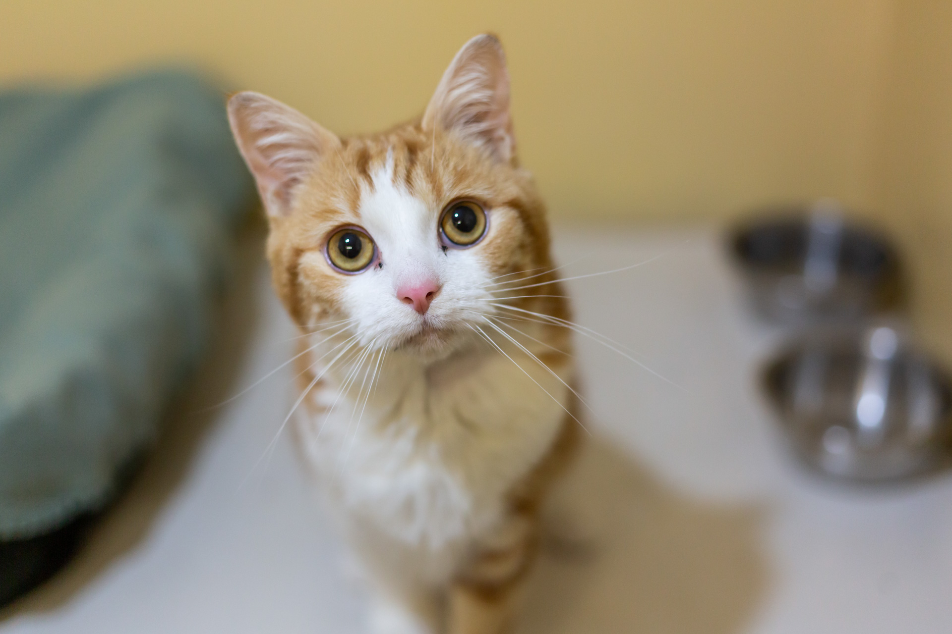 Thứ 4 này mang tới cho tuổi Mão nhiều cơ hội tốt liên quan tới tài chính