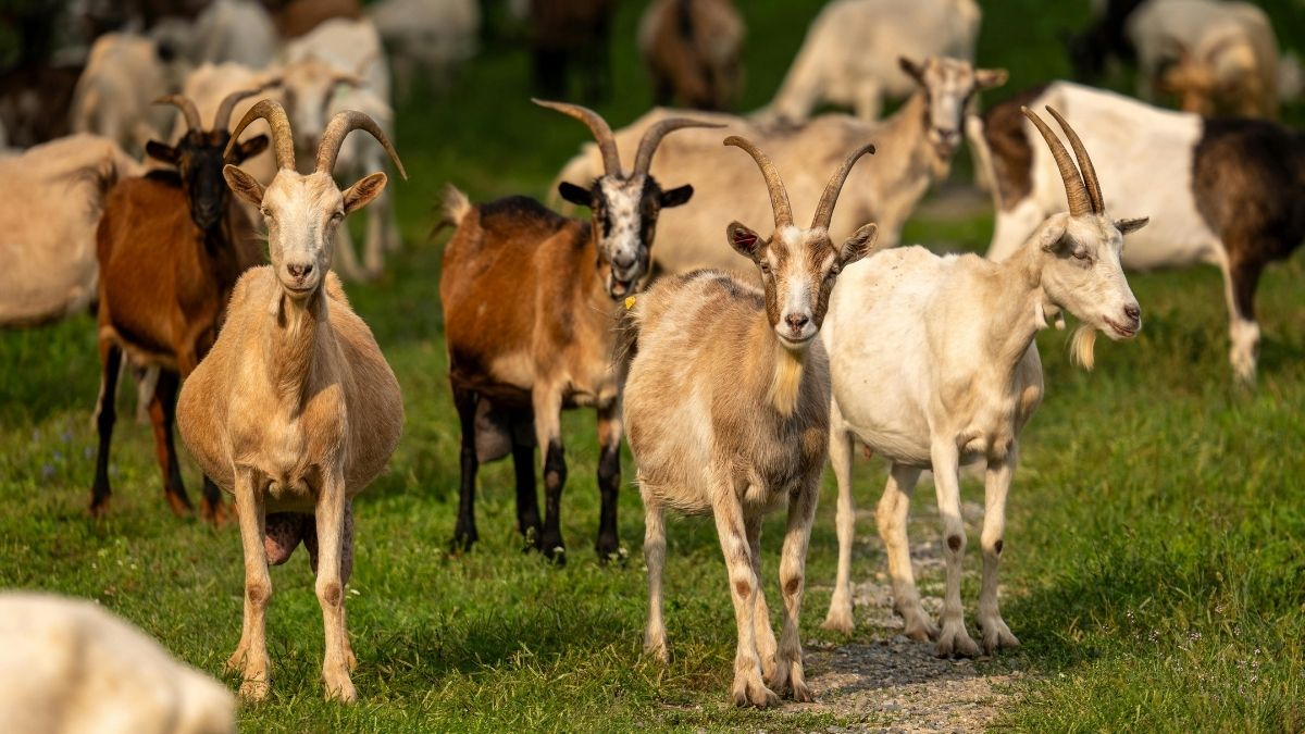 Tử vi hôm nay dự báo rằng tuổi Mùi có thể phải đối diện với một số vấn đề nhỏ trong công việc 