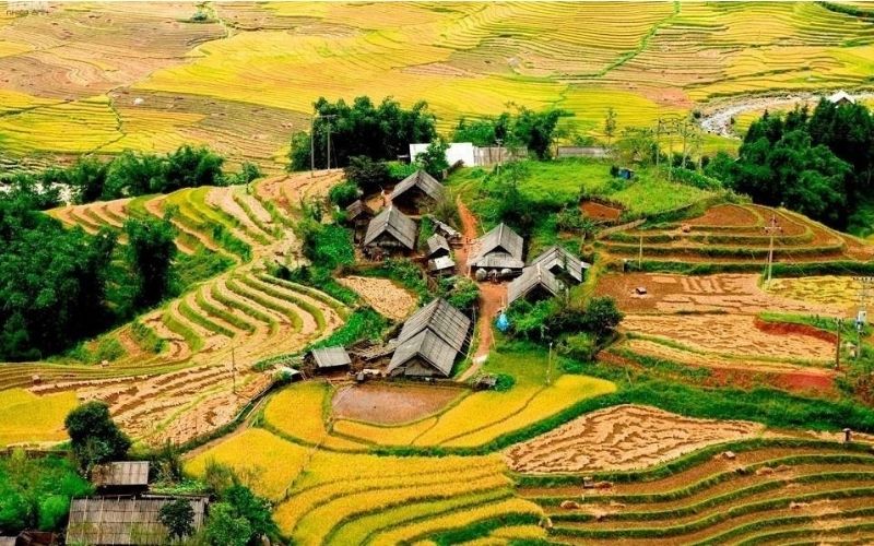 Ruộng bậc thang vàng óng là biểu tượng mùa thu Sa Pa 