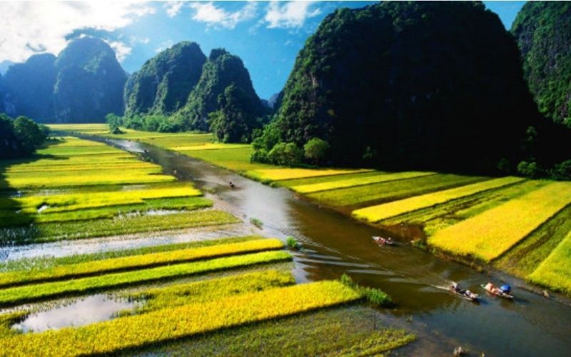 Mùa vàng Tam Cốc rực rỡ giữa lòng Ninh Bình